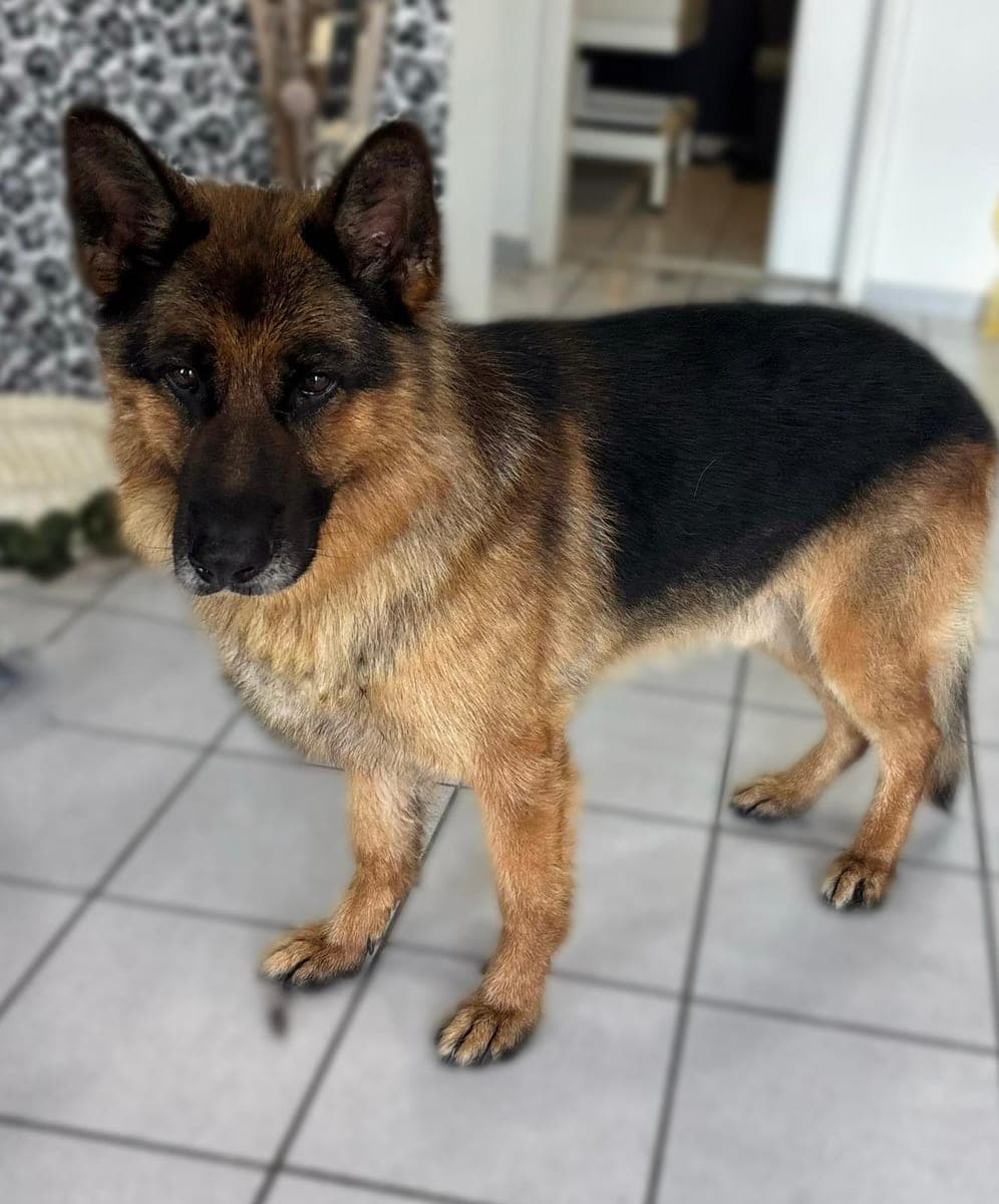 After – German shepherd – Bath and deshedding