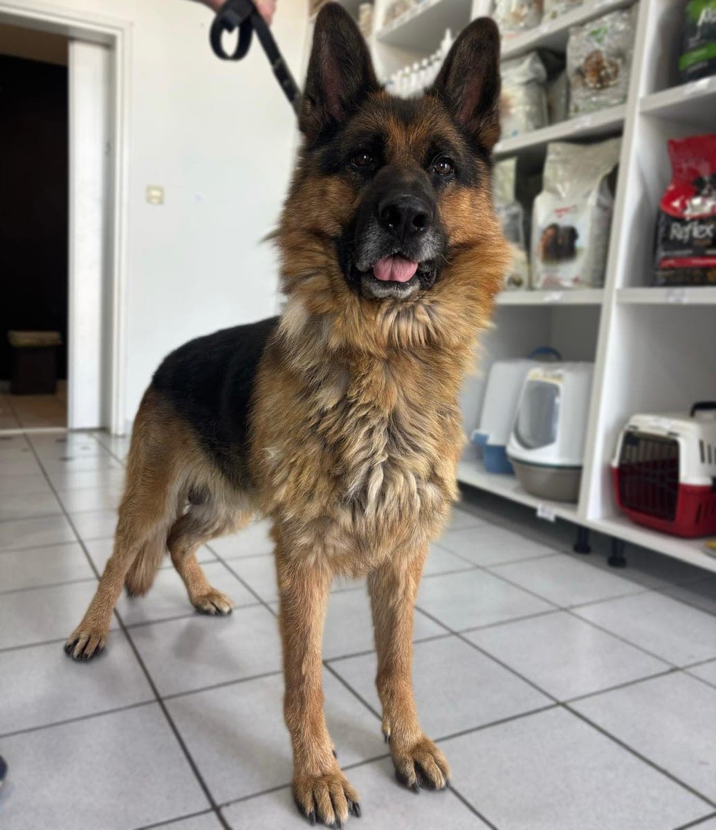 Before – German shepherd – Bath and deshedding