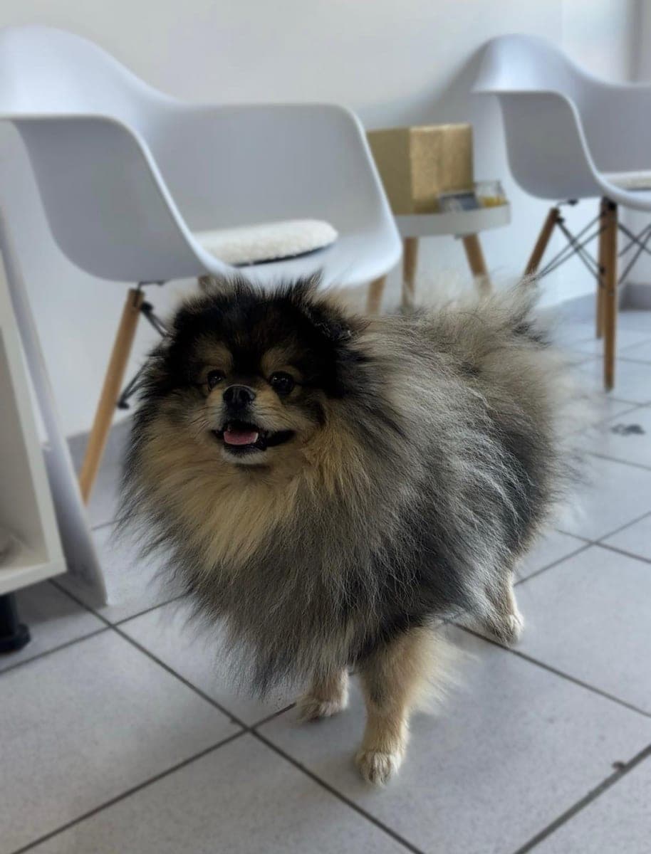 Before – Keeshond – Bath, blow-dry and brush-out