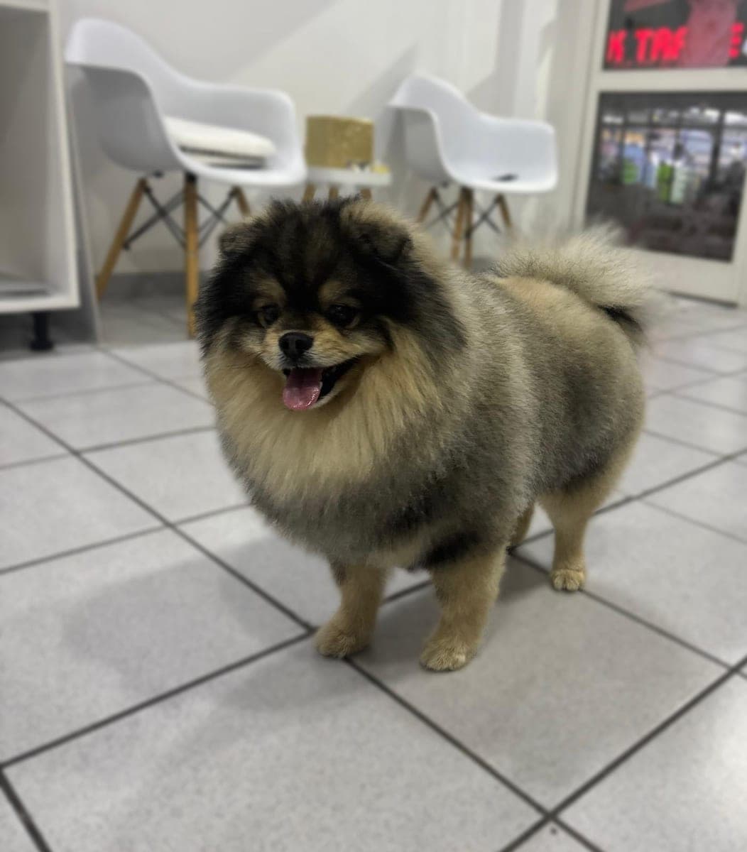 After – Keeshond – Bath, blow-dry and brush-out
