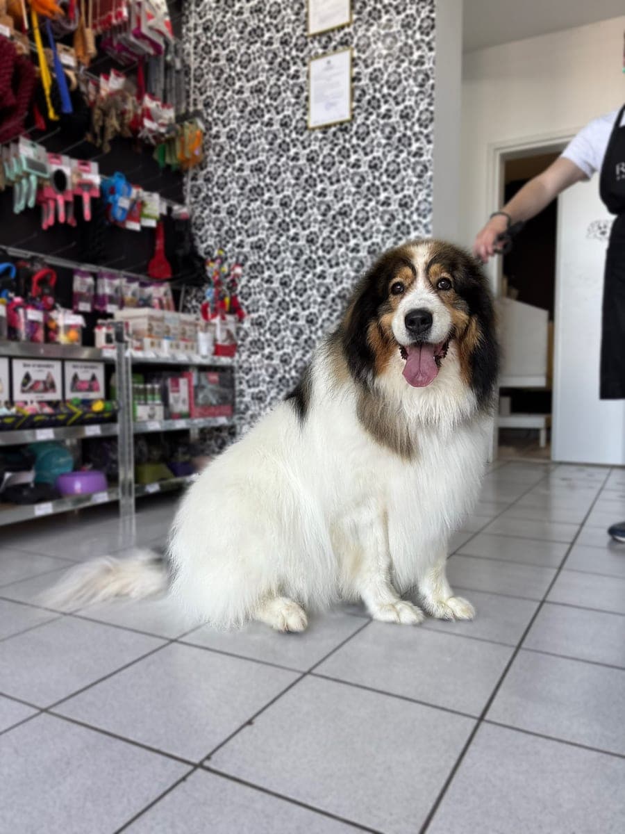 After – Long-haired mix – Bath, brush-out and nail trim
