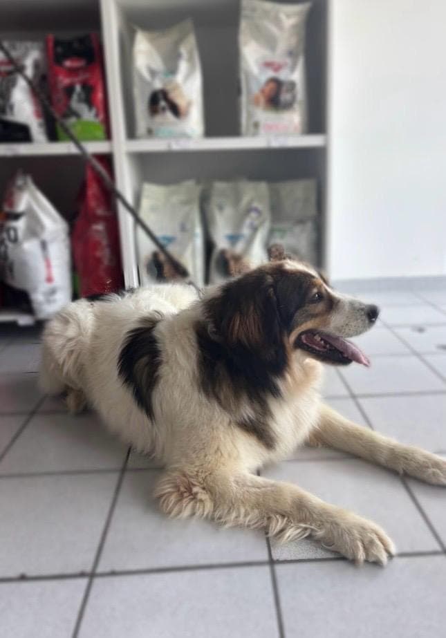 Before – Long-haired mix – Bath, brush-out and nail trim