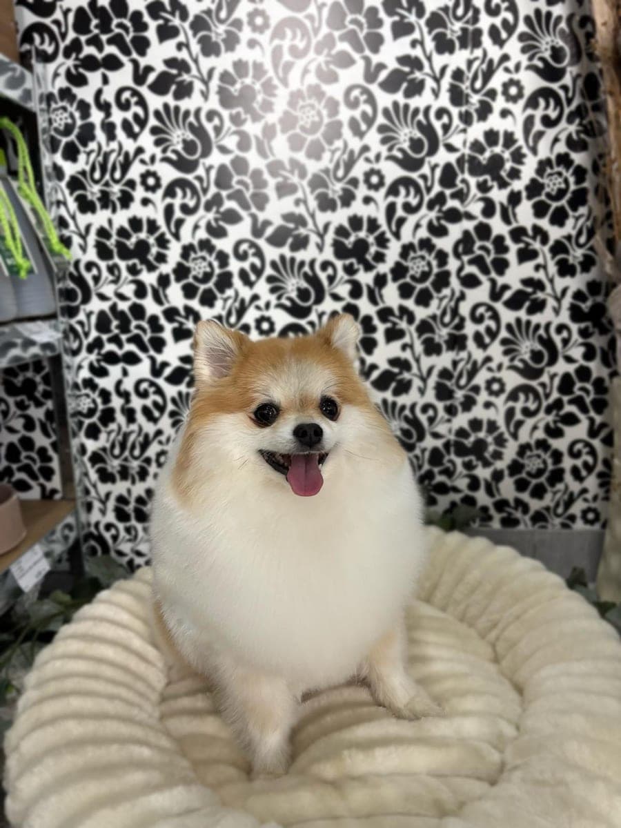 After – Pomeranian – Bath, brush-out and coat shaping
