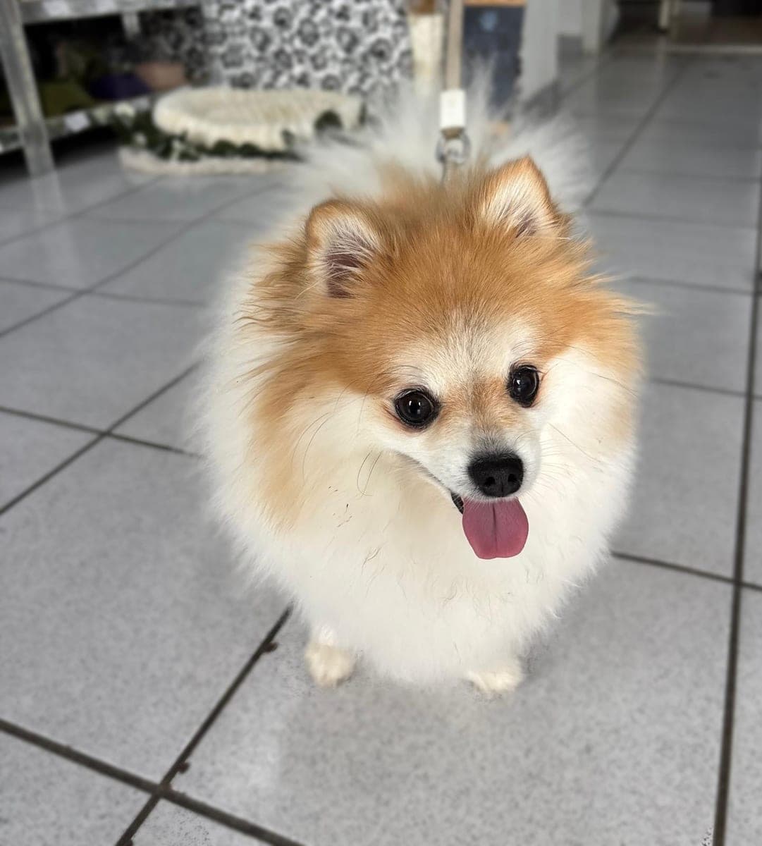 Before – Pomeranian – Bath, brush-out and coat shaping