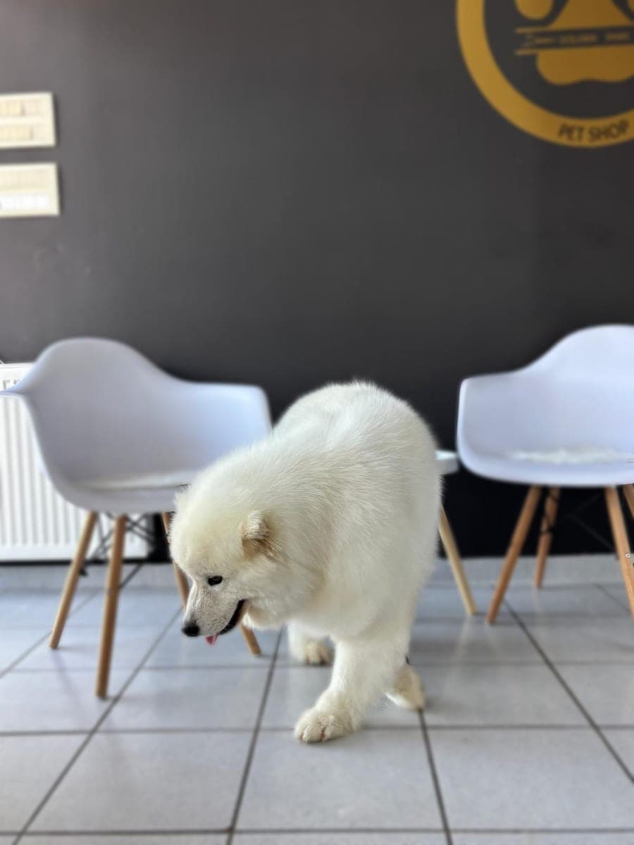After – Samoyed – Bath, blow-dry and deshedding