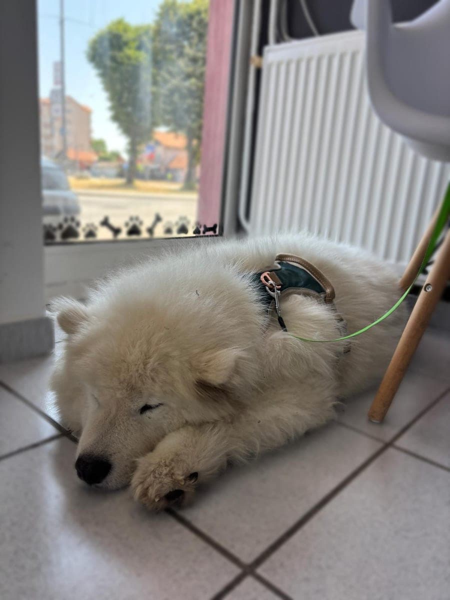 Before – Samoyed – Bath, blow-dry and deshedding