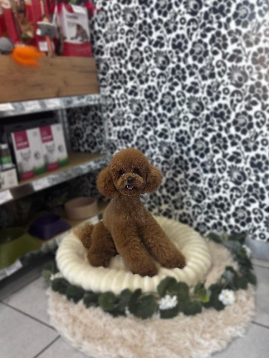 After – Toy poodle – Bath, blow-dry and styled trim