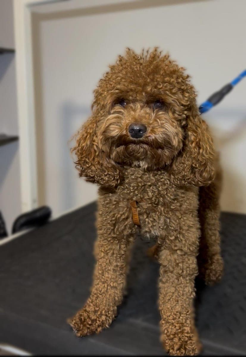 Before – Toy poodle – Bath, blow-dry and styled trim