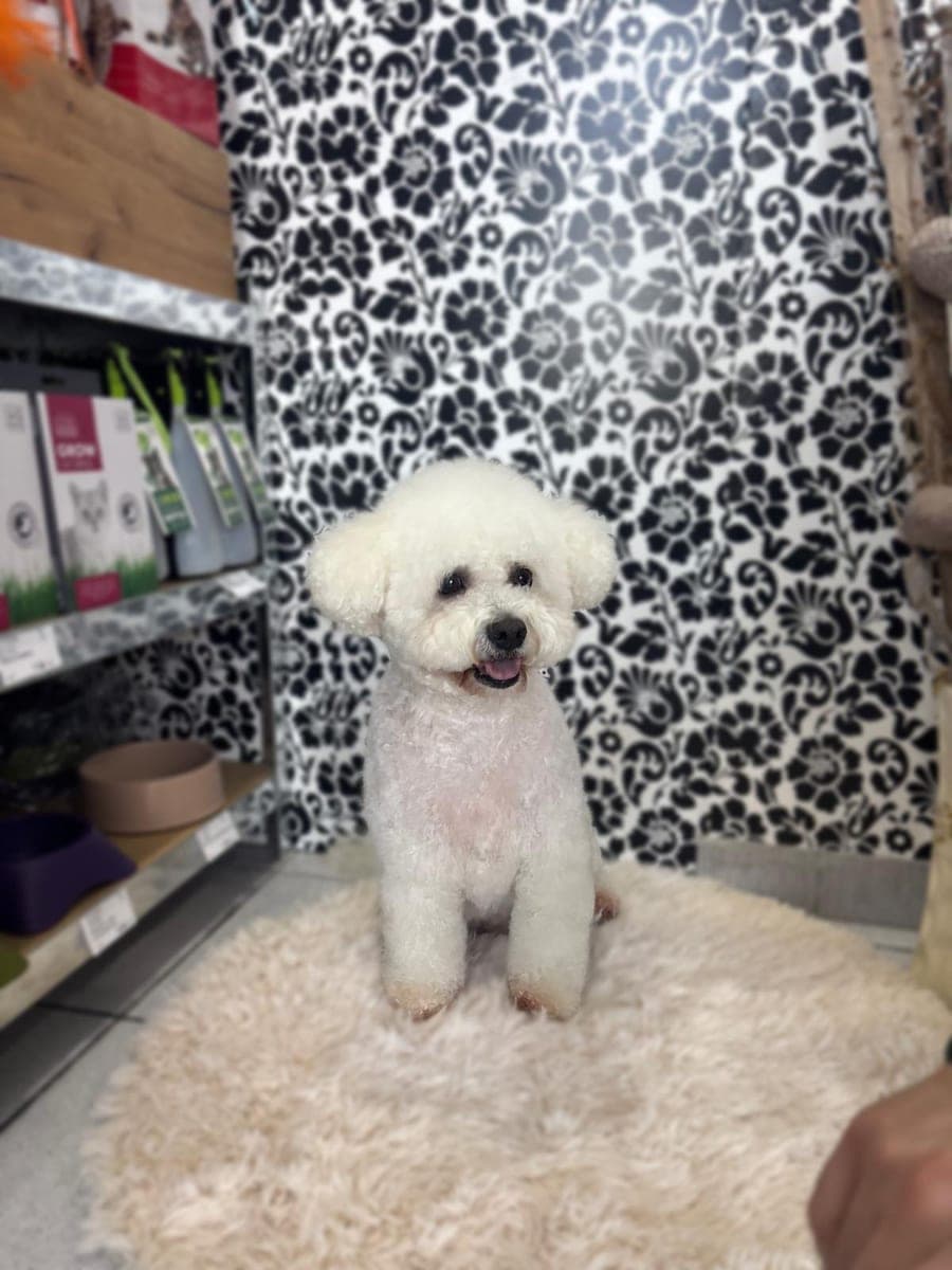 Bichon on a bed after grooming