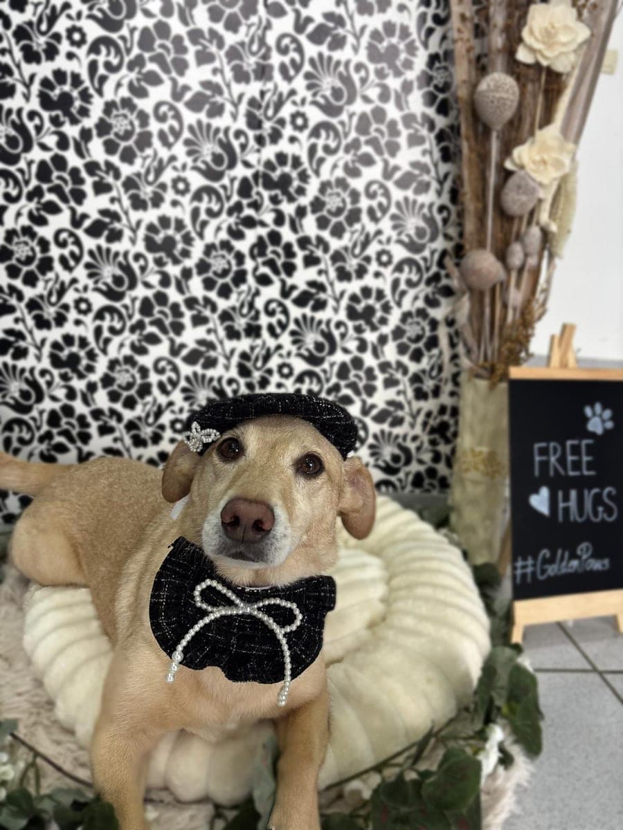 Dog with a bow next to the Free hugs sign