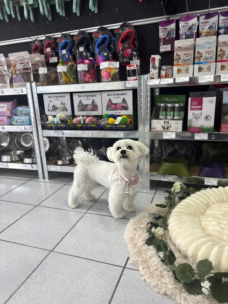 Maltese with a bow in the pet shop