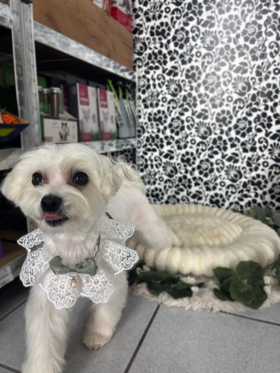 Maltese with a lace collar after grooming