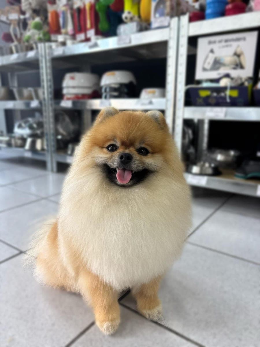 Smiling Pomeranian after a treatment