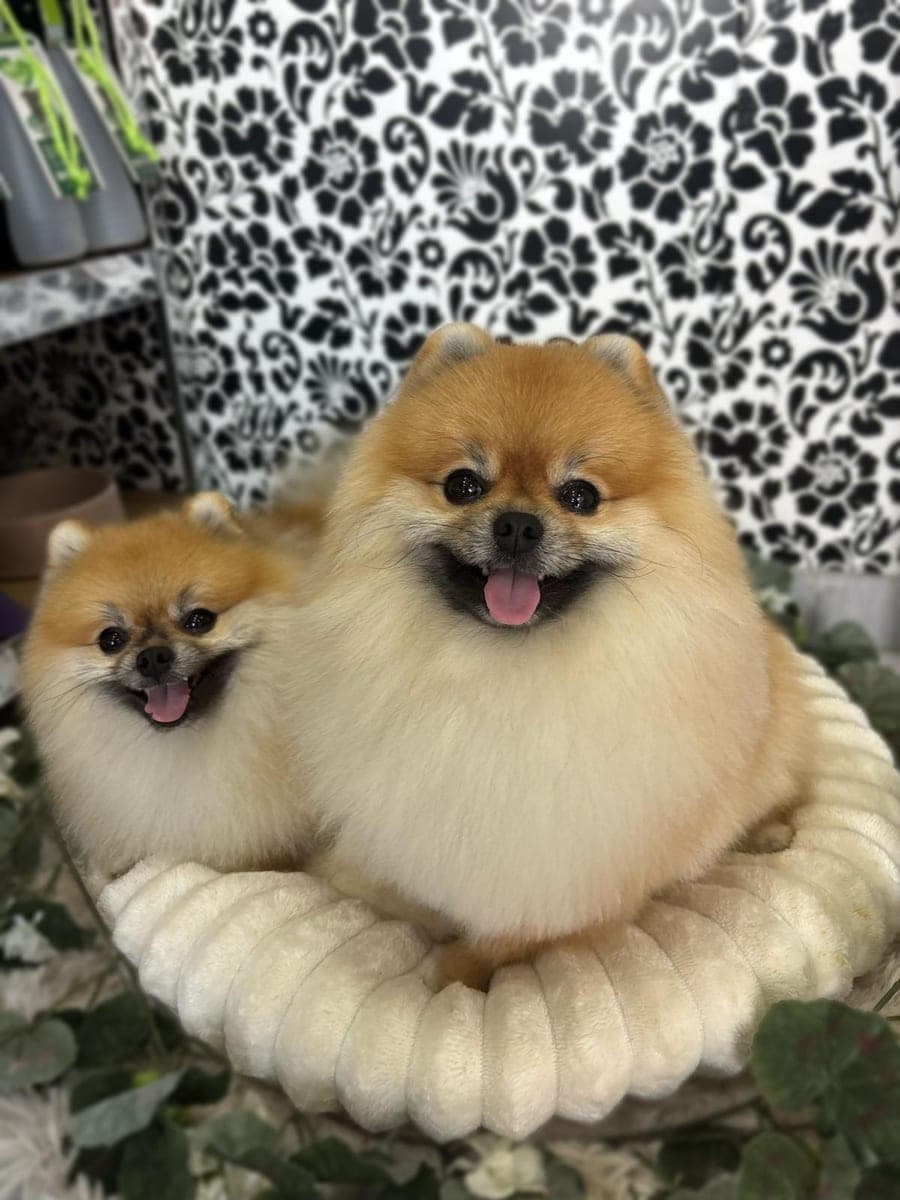 Two Pomeranians on a bed in the salon