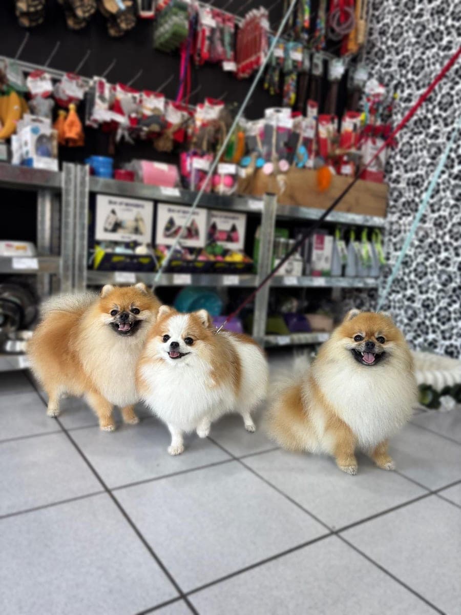 Three Pomeranians in the salon