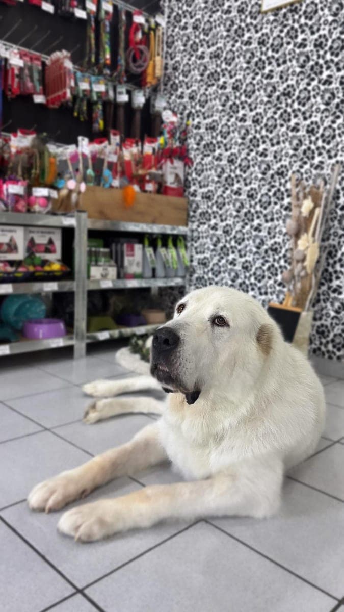 White dog lying in front of the pet shop shelves