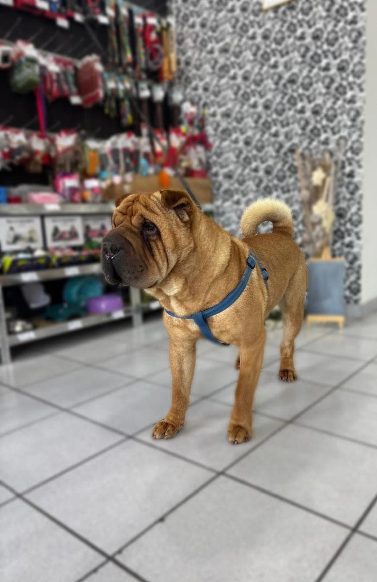 Shar Pei after a treatment in our salon