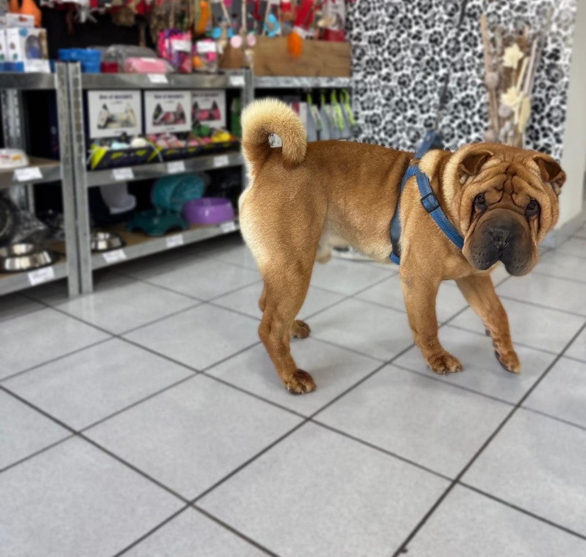 Shar Pei in our pet shop